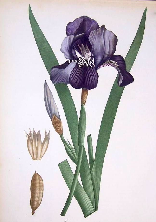 648x918 Floralpurples, Lavender - Iris Botanical Drawing