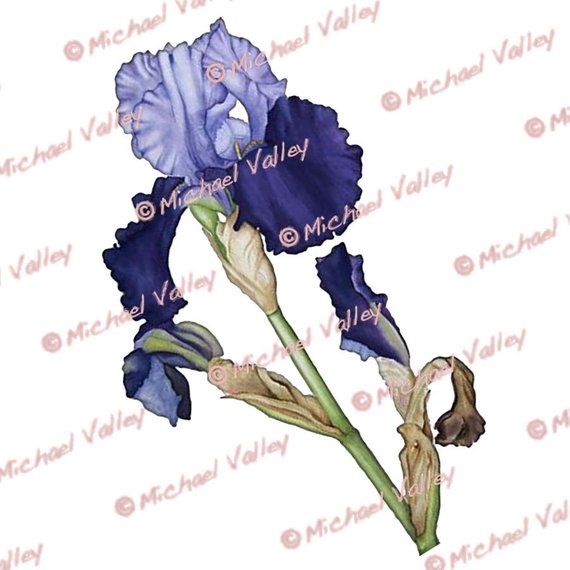 570x570 royal blue flag iris clip art printable vintage botanical etsy - Iris Botanical Drawing