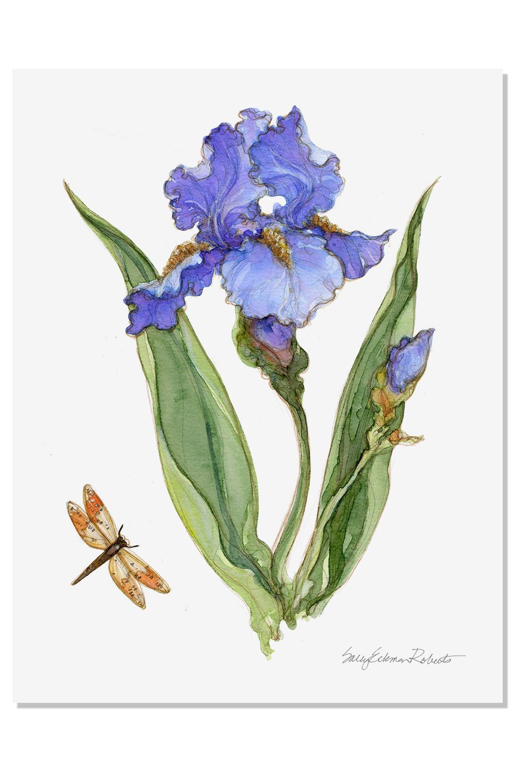 1050x1575 sally eckman roberts iris botanical print from jensen beach - Iris Botanical Drawing
