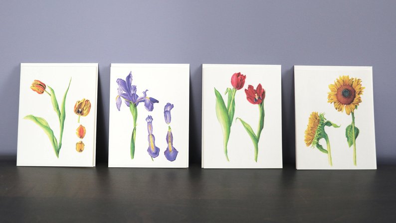 794x448 set of botanical drawing note cards hybrid tulips iris etsy - Iris Botanical Drawing
