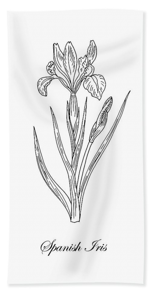 500x967 spanish iris botanical drawing black and white beach towel - Iris Botanical Drawing