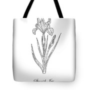 180x180 spanish iris botanical drawing black and white drawing - Iris Botanical Drawing