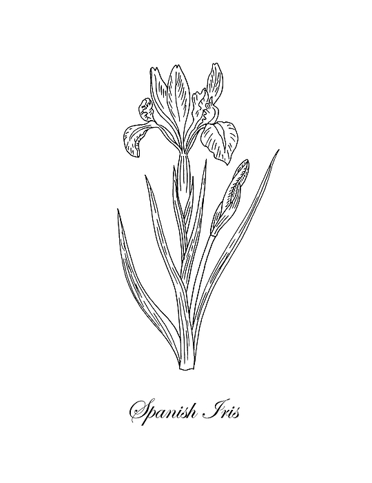 540x700 spanish iris botanical drawing black and white greeting card - Iris Botanical Drawing