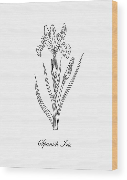 520x740 spanish iris botanical drawing black and white wood print - Iris Botanical Drawing