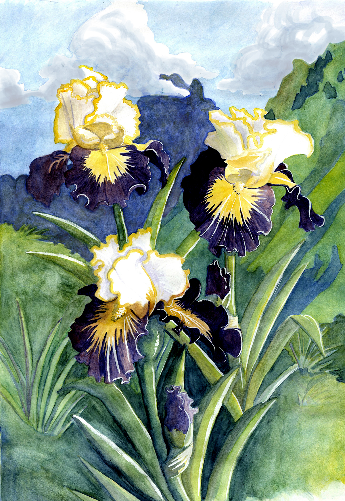 1200x1743 superhero iris botanical illustration on scad portfolios - Iris Botanical Drawing