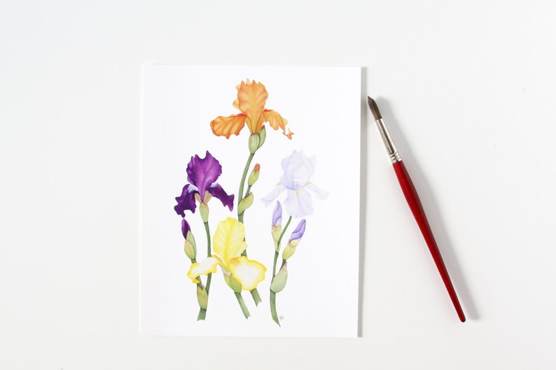 794x529 watercolor iris flowers contemporary botanical illustration - Iris Botanical Drawing