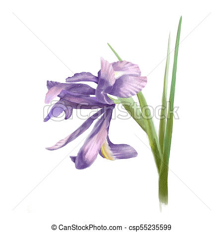 450x470 watercolor botanical illustration botanical illustration pretty - Iris Botanical Drawing