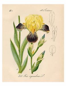 232x300 yellow purple iris botanical illustration giclee print - Iris Botanical Drawing