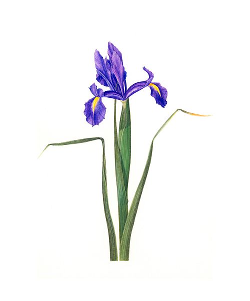 500x600 iris botanical drawing - Iris Botanical Drawing