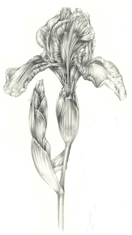 449x800 Botanical Drawings - Iris Botanical Drawing