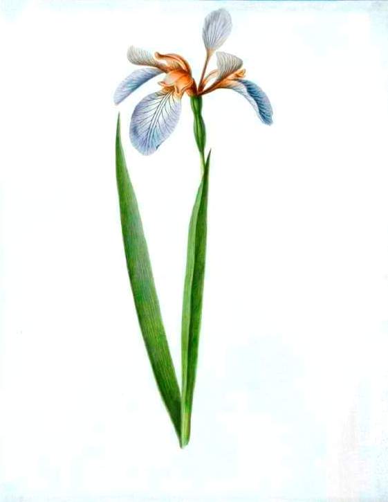 561x725 Botanical Irises, Various Vintage Printable - Iris Botanical Drawing