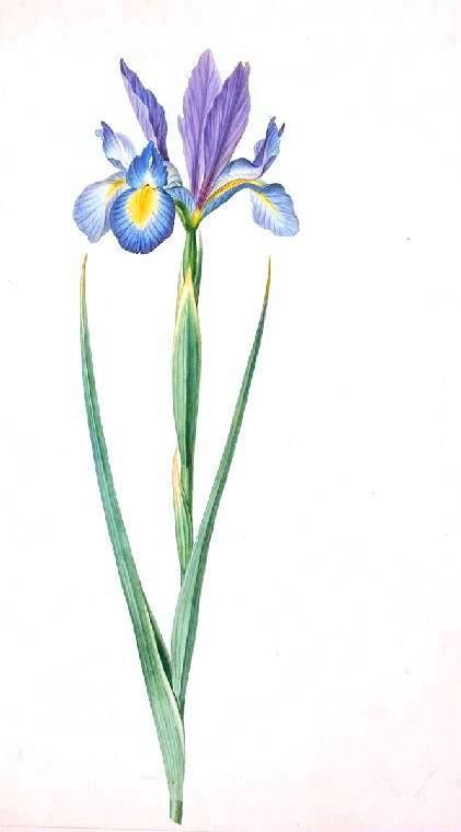 421x760 Botanicalfloweririsiriszyphium Nature Art Insp Botanical - Iris Botanical Drawing