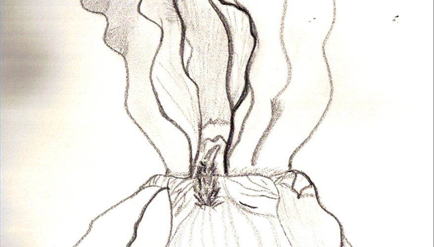 877x500 how to draw iris flowers sciencing - Iris Drawing