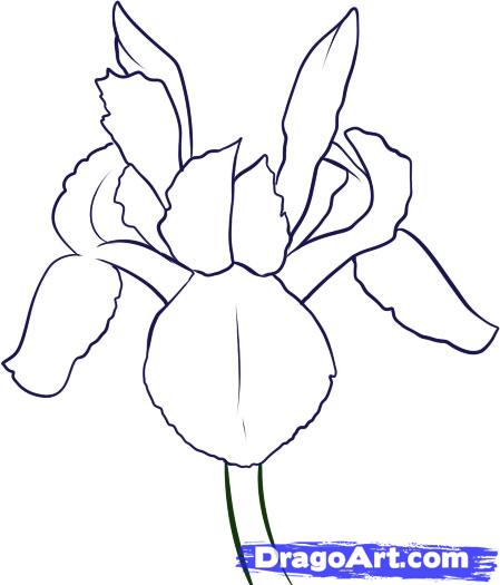 449x525 how to draw an iris, step - Iris Drawing