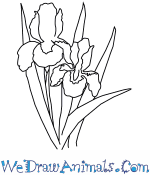 300x350 how to draw an iris flower - Iris Drawing