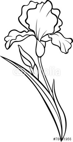 236x459 how to draw an iris flower step - Iris Drawing