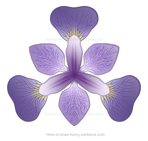 500x475 how to draw an iris - Iris Drawing
