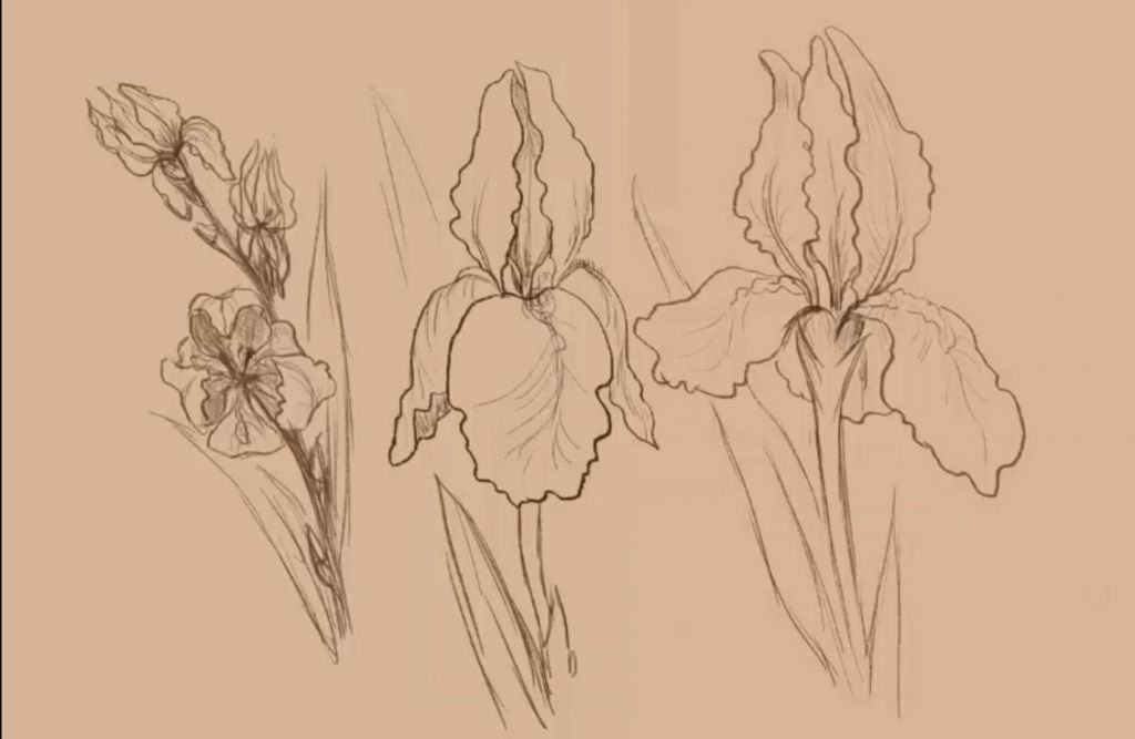 1024x667 How To Draw Irises - Iris Drawing