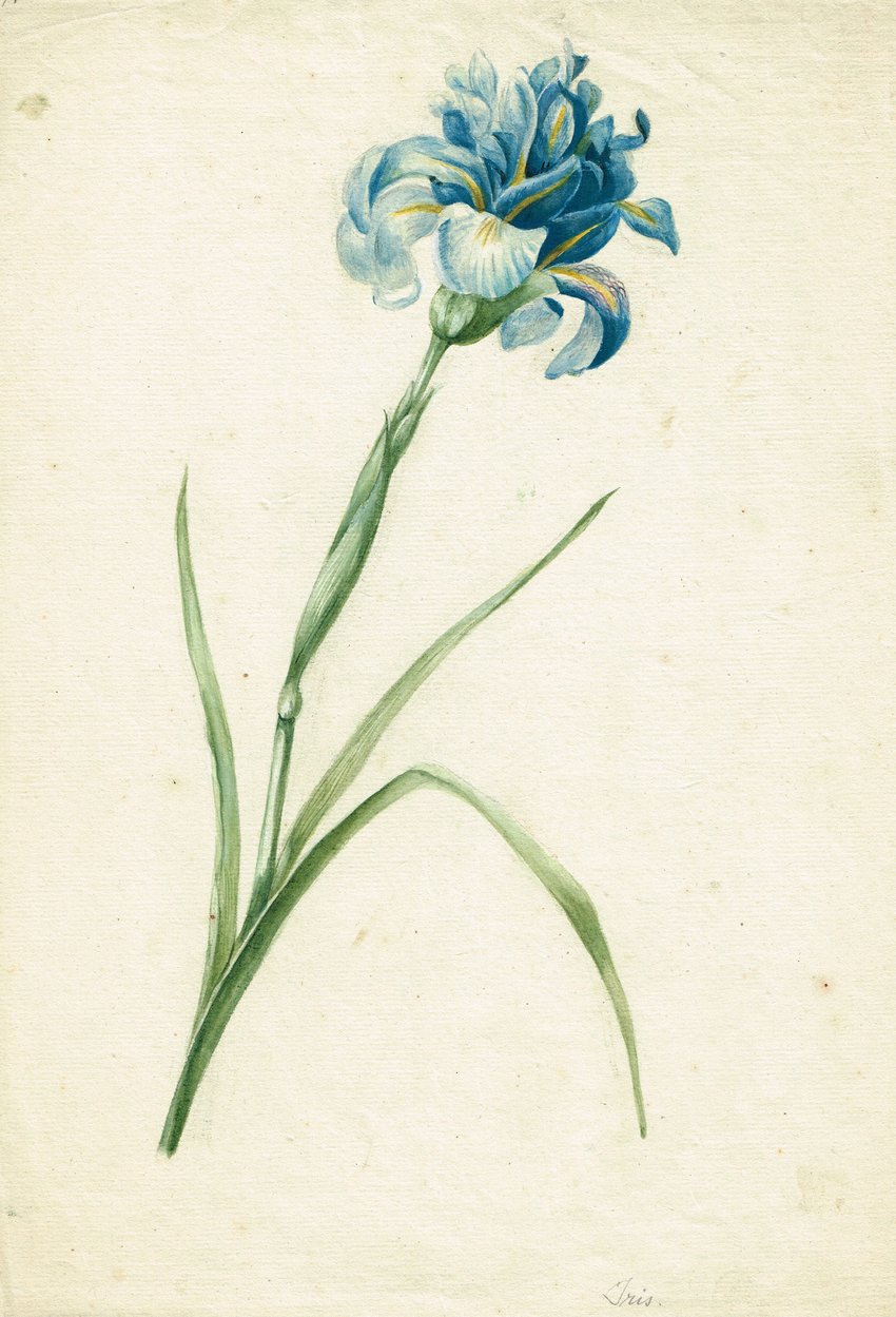 850x1249 iris home design interior decoration apple boutique fine art - Iris Drawing