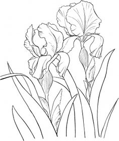 236x281 best line drawings of irises images drawing flowers, iris - Iris Drawing