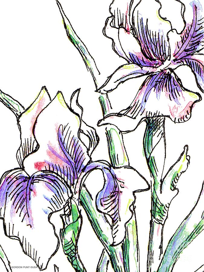 675x900 iris drawing painting - Iris Drawing