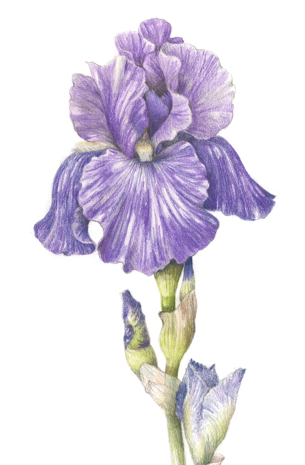 1000x1523 iris drawing picture drawing skill - Iris Drawing