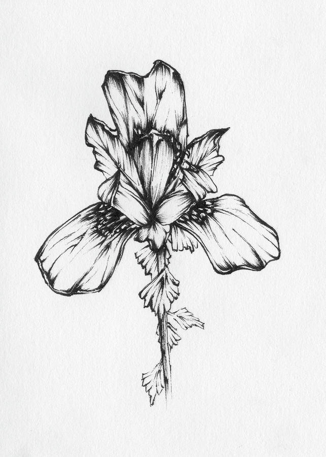 642x900 iris drawing - Iris Drawing