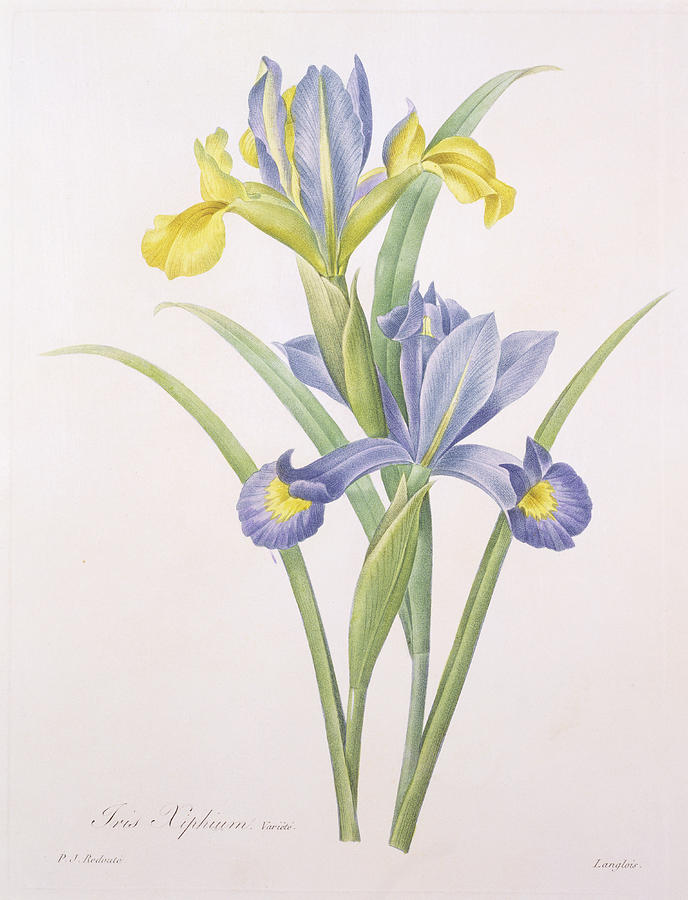 688x900 Iris Xiphium Drawing - Iris Drawing