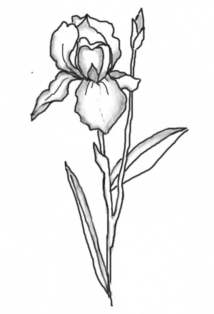 682x1000 Iris Digi Drawing - Iris Drawing