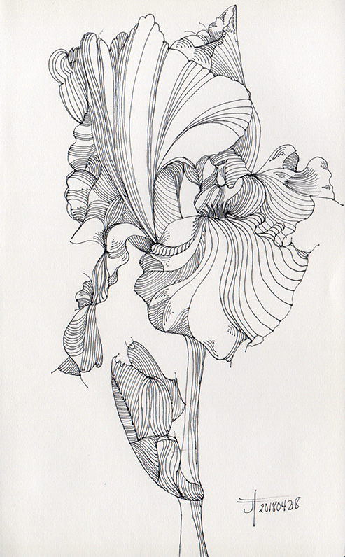 493x796 May's Iris - Iris Drawing