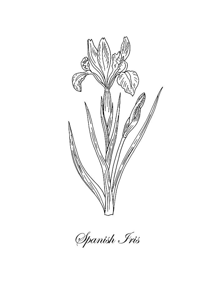 695x900 Spanish Iris Botanical Drawing Black And White Drawing - Iris Drawing