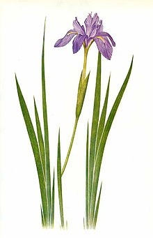 220x341 William Rickatson Dykes - Iris Drawing