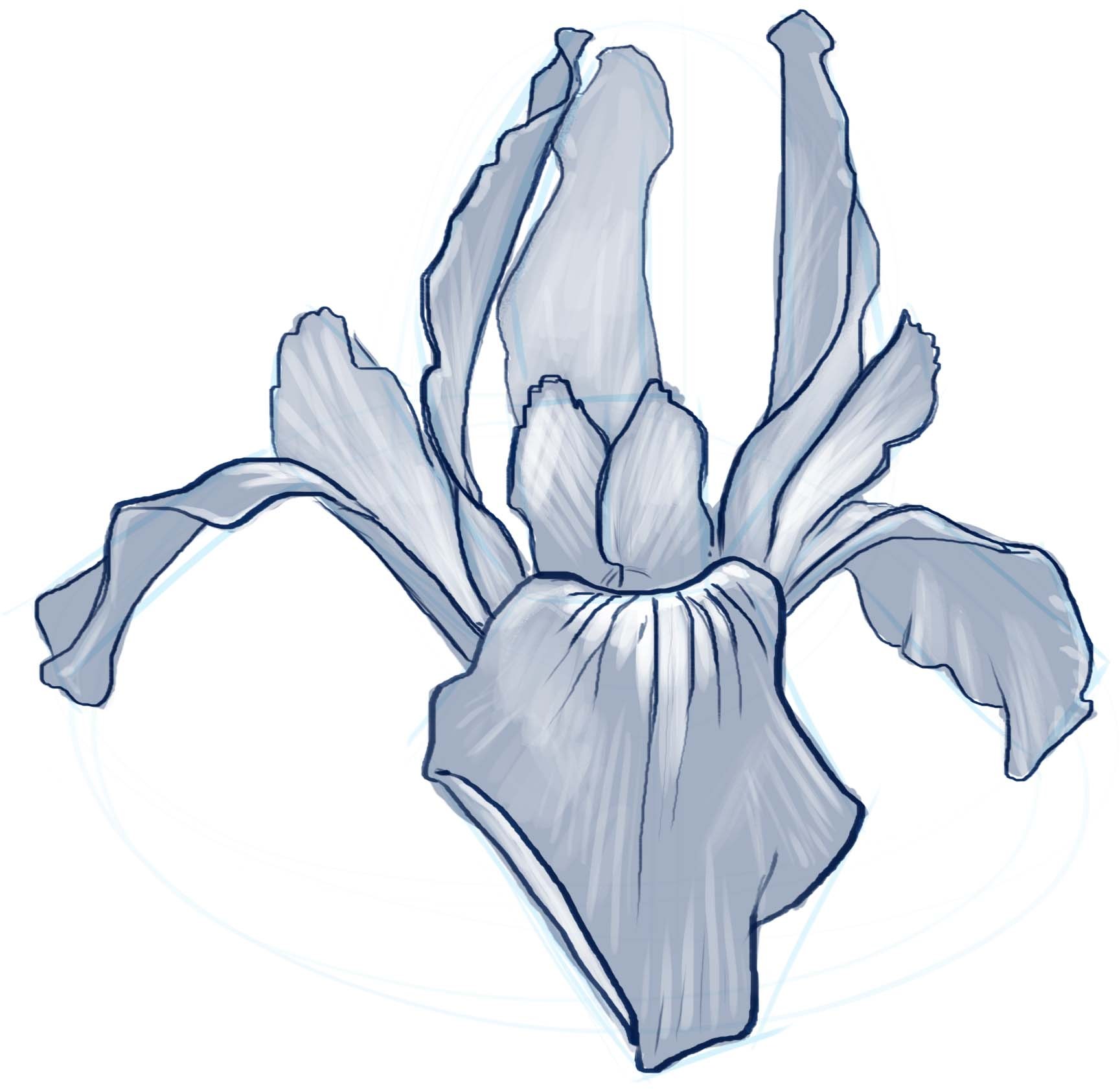 1729x1682 Drawing Plants And Flowers Archives - Iris Drawing