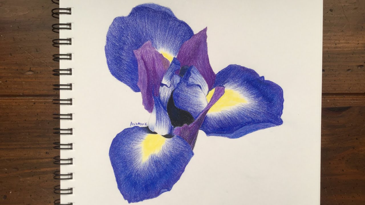 1280x720 drawing an iris flower - Iris Drawing