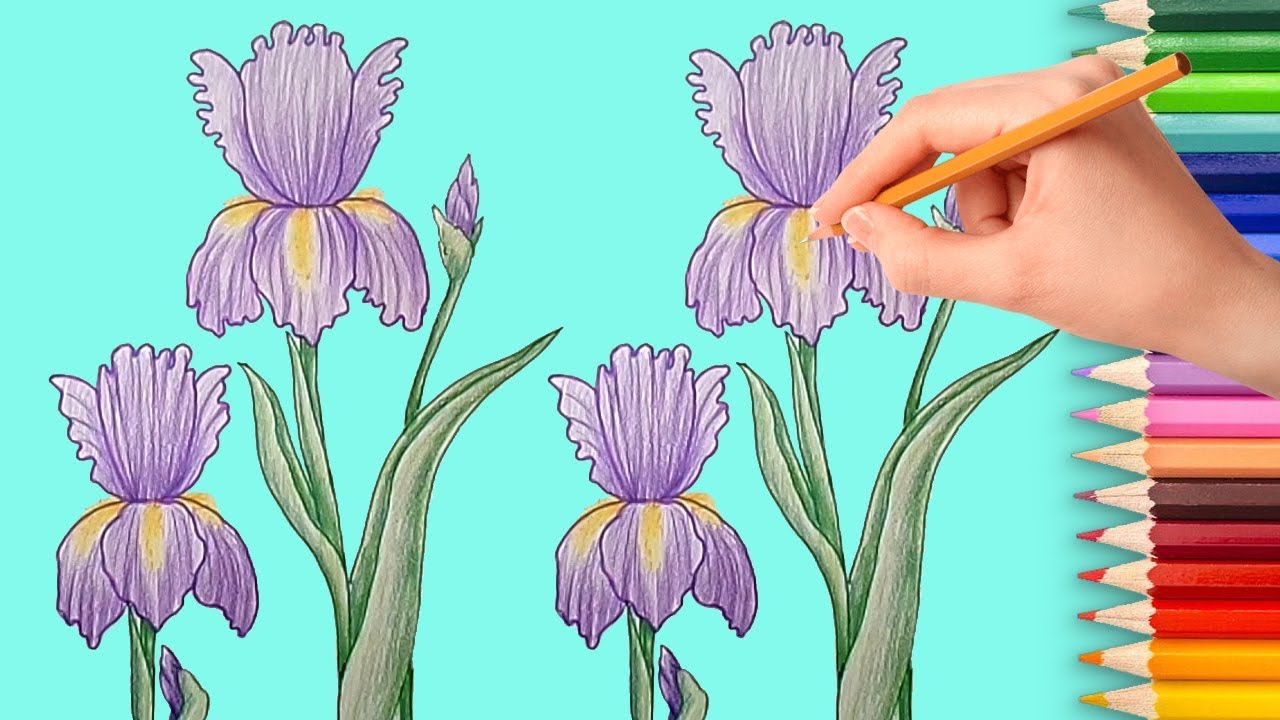 1280x720 How To Draw An Iris Flower Easy Step - Iris Flower Drawing