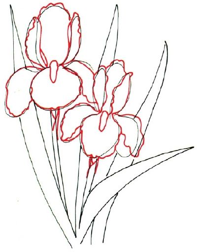 400x511 how to draw an iris in steps draw flowers drawings, iris - Iris Flower Drawing