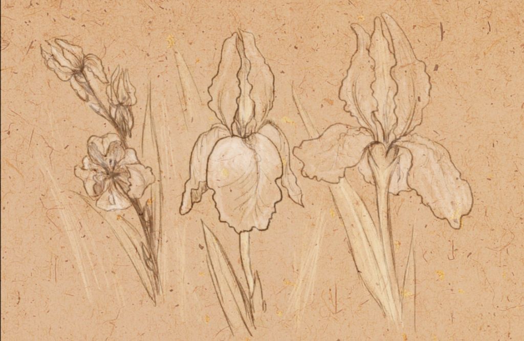 1024x667 How To Draw Irises - Iris Flower Drawing