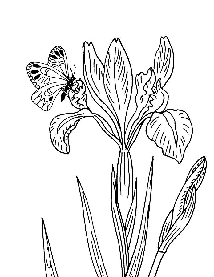 695x900 Iris Flower And Butterfly Drawing Drawing - Iris Flower Drawing