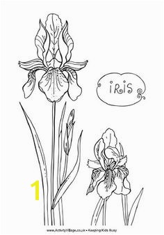 236x337 Iris Flower Coloring - Iris Flower Drawing