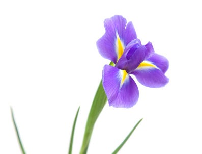 397x302 Iris Flower Drawing - Iris Flower Drawing