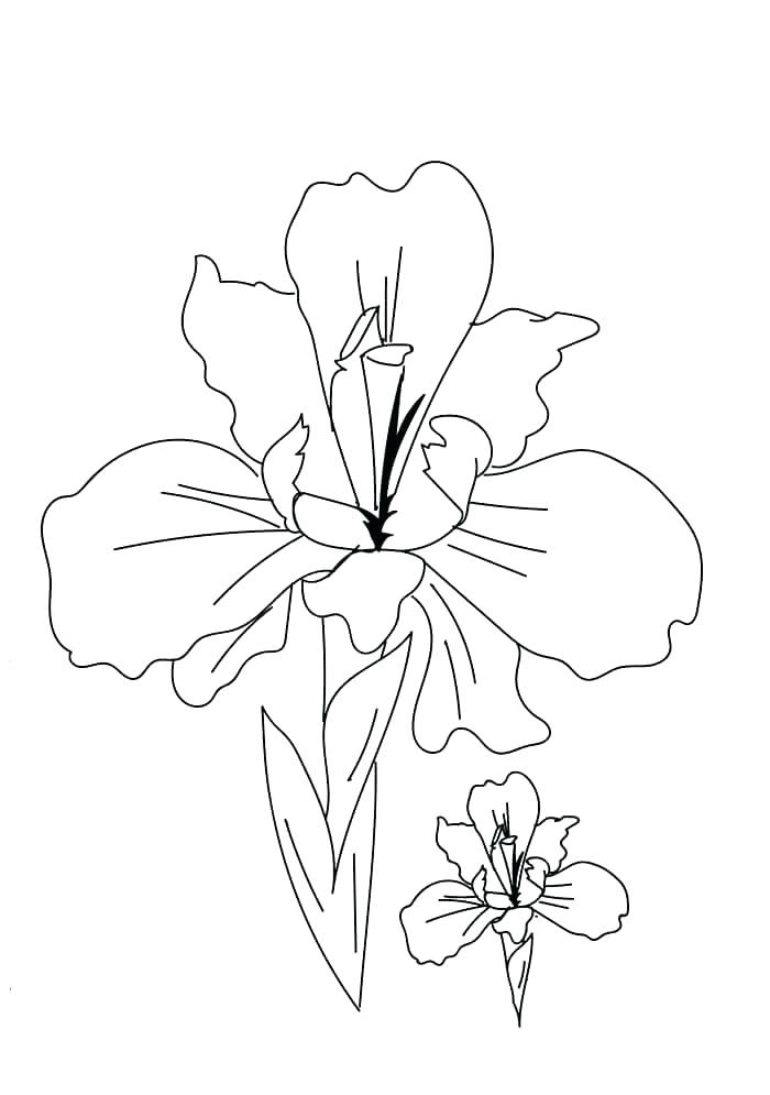 700x995 Poinsettia Drawing Iris Flower For Free Download - Iris Flower Drawing