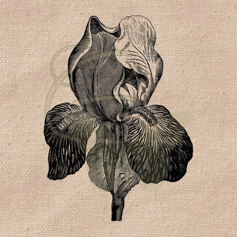 794x794 Iris Flower Drawing Floral Clipart Image Transfer Botanical Etsy - Iris Flower Drawing