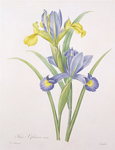 229x300 Iris Flower Drawings Fine Art America - Iris Flower Drawing