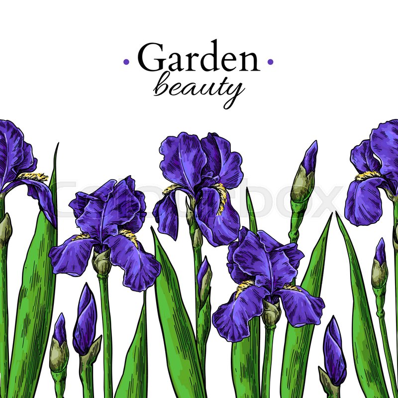 800x800 Iris Flower And Leaves Border Drawing Stock Vector Colourbox - Iris Flower Drawing