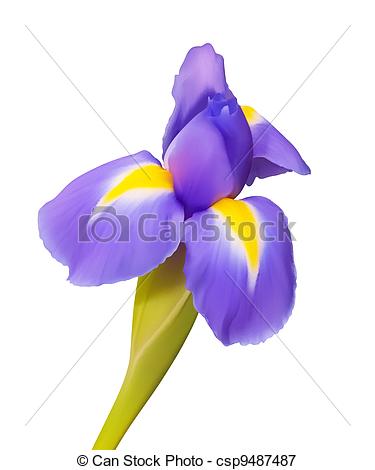 375x470 Iris Flower Vector Drawing, Beautiful Nature - Iris Flower Drawing