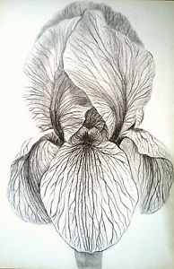 194x300 Original Floral Drawing On Paper, Iris Flower,botanical Gardens - Iris Flower Drawing