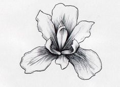 236x171 best iris drawing images botanical illustration, iris drawing - Iris Flower Drawing