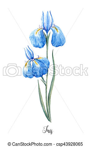 293x470 Watercolor Blue Wild Iris Flower Beautiful Illustration Of Hand - Iris Flower Drawing