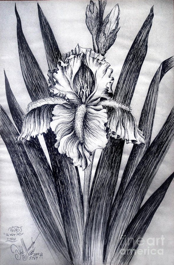 590x900 White Iris Flower Pencil Art Drawing - Iris Flower Drawing