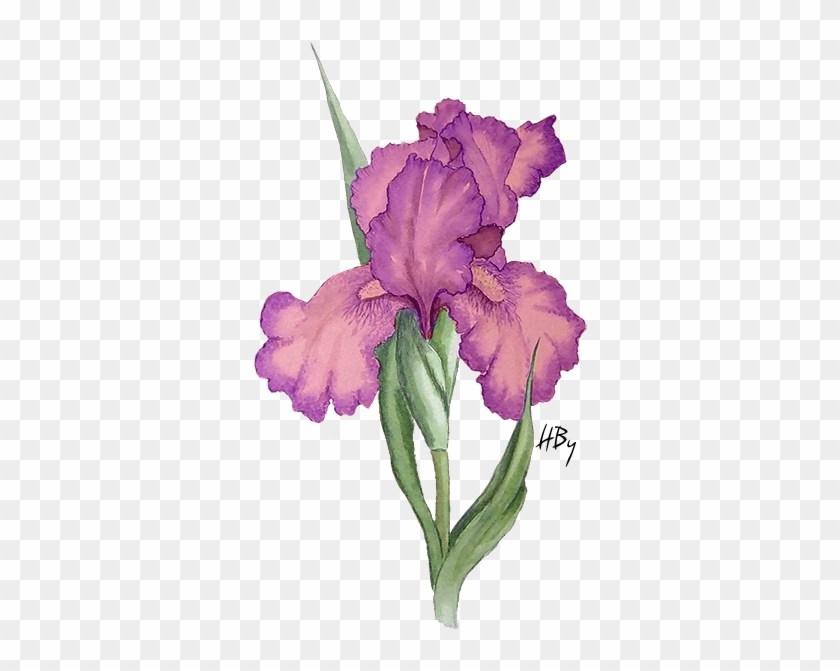 840x671 Iris Flower Purple - Iris Flower Drawing